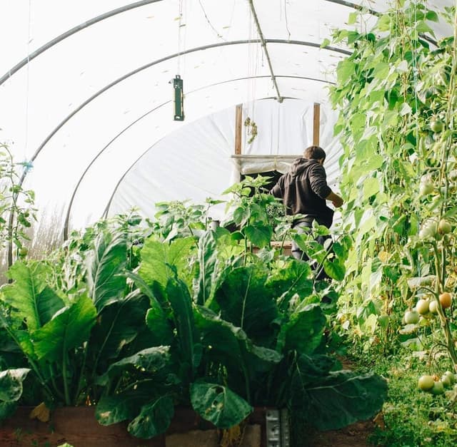 Thumbnail 6 de Gemüse Schutznetz Garten Insekten Netz (3x10 m) – feinmaschiges Kulturschutznetz für Pflanzenschutz