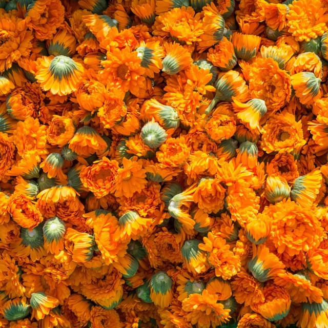 Thumbnail 2 de Weleda Dentifricio Calendula 75 ml