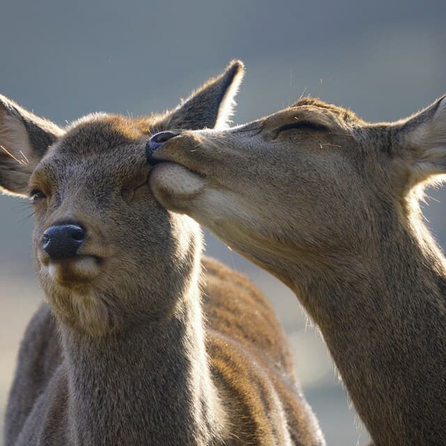 Thumbnail 5 de Canon RF 800mm F11 IS STM superteleobjetivo 800 mm 😎