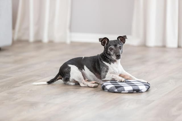 Thumbnail 3 de Trixie 28792 Wärmekissen Ø 26 cm