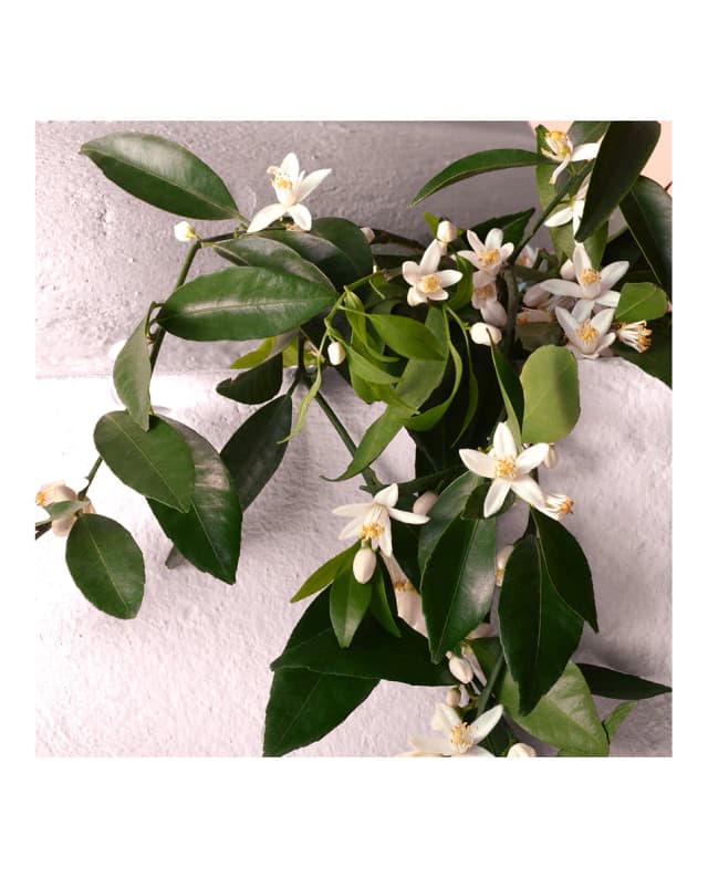 Thumbnail 4 de Dolce & Gabbana Devotion 30 ml perfume Gourmand