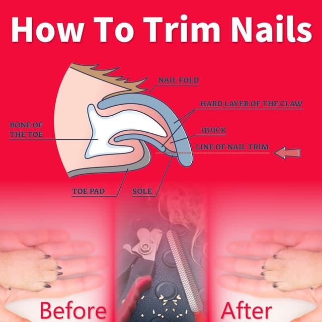 Thumbnail 6 de OCBA Coupe Ongles pour Chien Professionnel