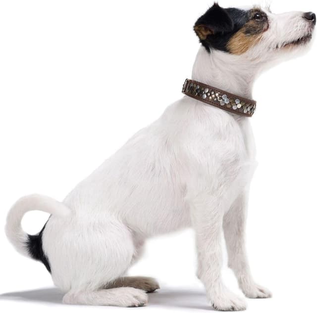 Detalle de HUNTER Hundehalsband Arizona UP (Größe 32) aus braunem Softleder mit Nieten – Handarbeit Made in Germany