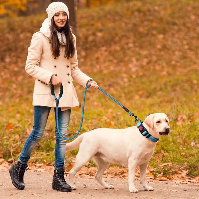 Detalle de haapaw reflektierendes gepolstertes Hundehalsband aus Neopren (Nylon) inkl. 1,5 m Hundeleine