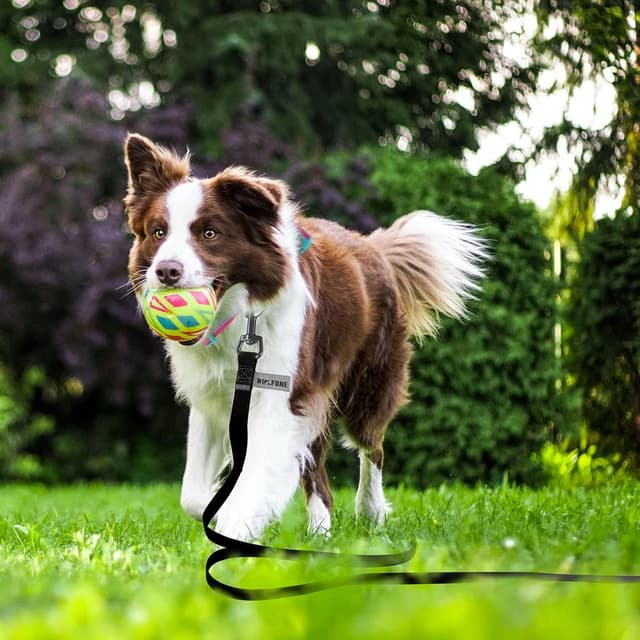 Detalle de Wolfone Black 9m Long Line Lead for Recall 🐕