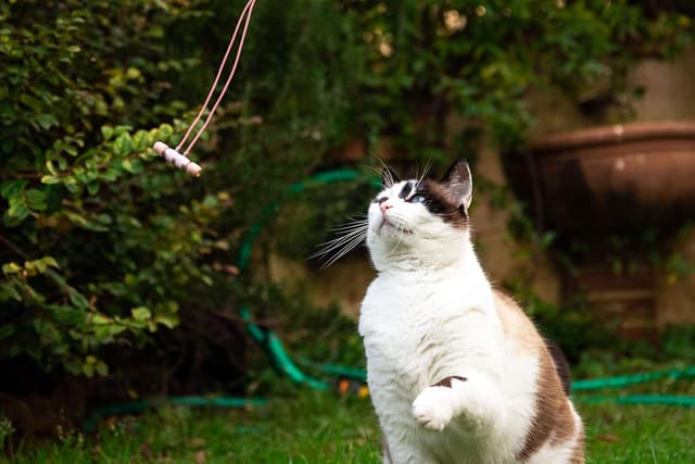 Detalle 1 de LUDOS Ultra Wired Earbuds (In-Ear) with Microphone, Noise Isolating, Memory Foam Tips, 5-Year Warranty — Pink