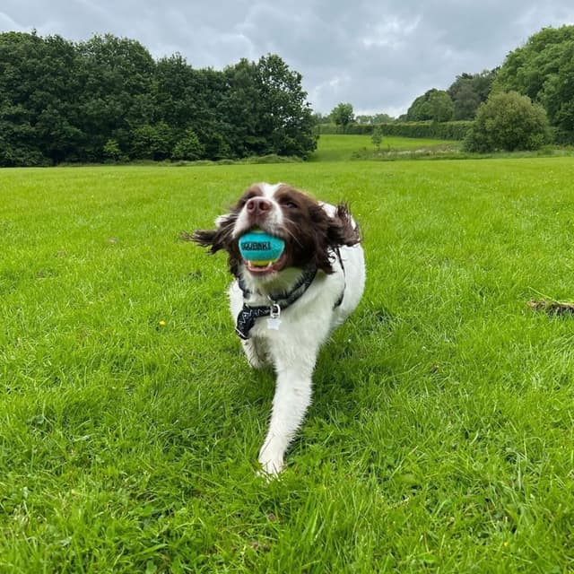 Detalle de SPORTSPET Squeak Tennis Balls for Dogs (12-pack, 64mm) – extra bouncy, floats, non-toxic