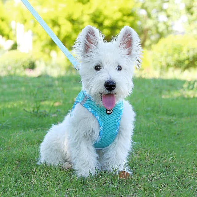 Thumbnail 6 de COMSLE Pettorina per Cani Taglia Piccola XS blu chiaro con imbottitura morbida, traspirante e riflettente