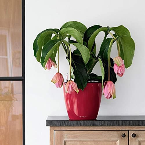 Detalle 2 de Lechuza Classico Premium LS 21 Plateado Metalizado