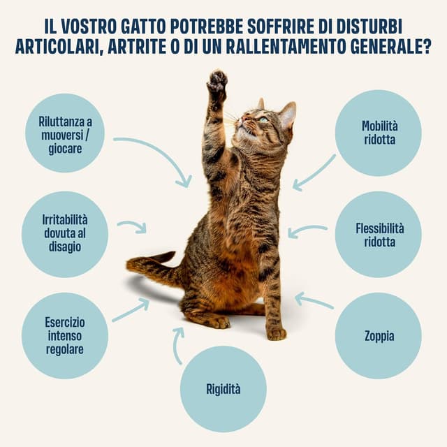 Detalle de ivvi Articolazioni Essenza per Gatti – crema funzionale umida con glucosamina, condroitina, cozza verde e olio di salmone (30x15g)