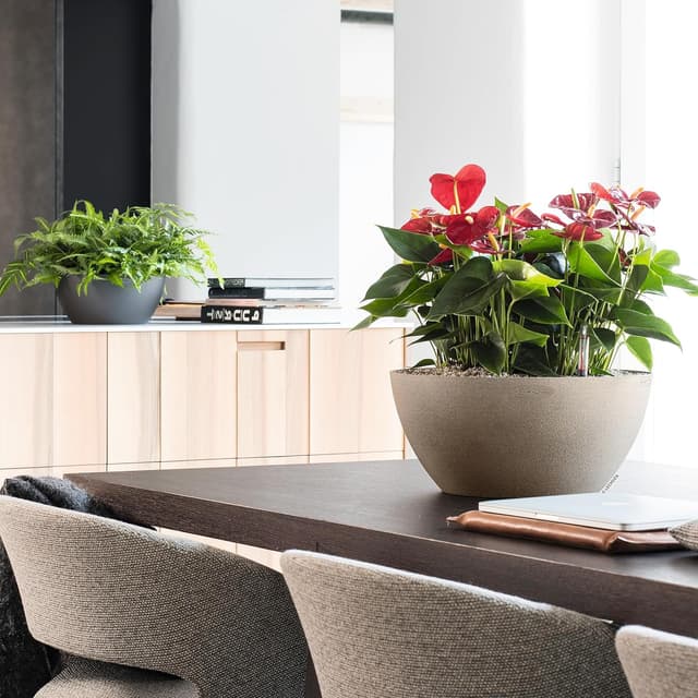 Thumbnail 6 de Lechuza CUBETO Color 30 Komplettset sandbeige