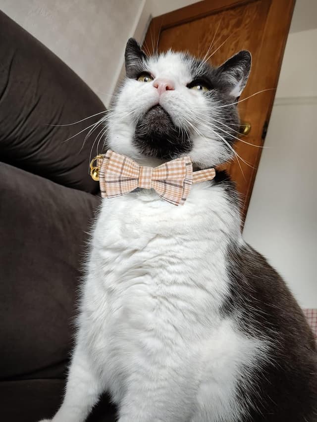 Detalle de YUDOTE 2 Pack Plaid Pet Collar (Red & Beige) with Bow Tie & Bell – Adjustable Fabric Collar for Small Cats