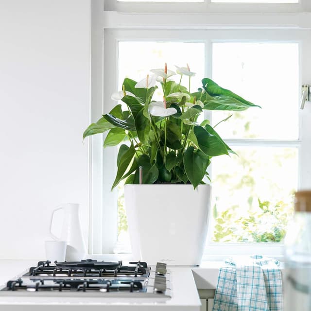 Thumbnail 2 de LECHUZA QUADRO Premium LS 35 bianco lucido