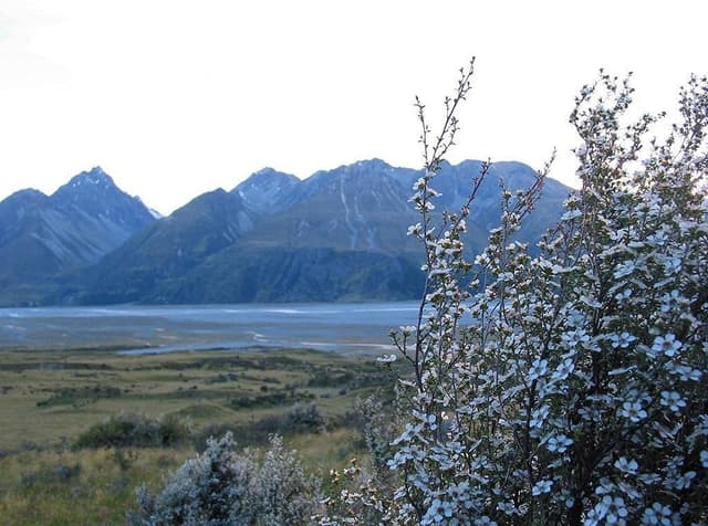 Detalle de Comptoirs et Compagnies Miele di Manuka MGO 263 IAA10+ dalla Nuova Zelanda (250 g)