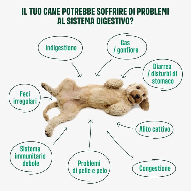 Detalle de ivvi PROBIOTIC per cani in forma di bocconcino con burro di arachidi – 60 snack per flora intestinale e digestione