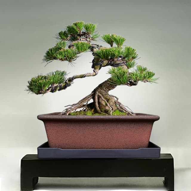 Detalle de MUZHI vaso bonsai in ceramica 21 cm