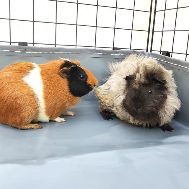 Thumbnail 5 de bangminda 120x61 cm Waterproof Guinea Pig Liner