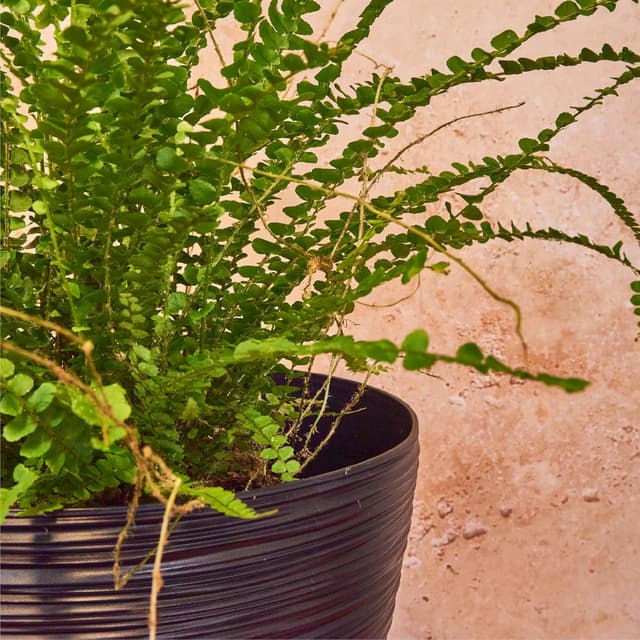 Detalle de Planters Pride Futura Ribbed Plant Pots 5L