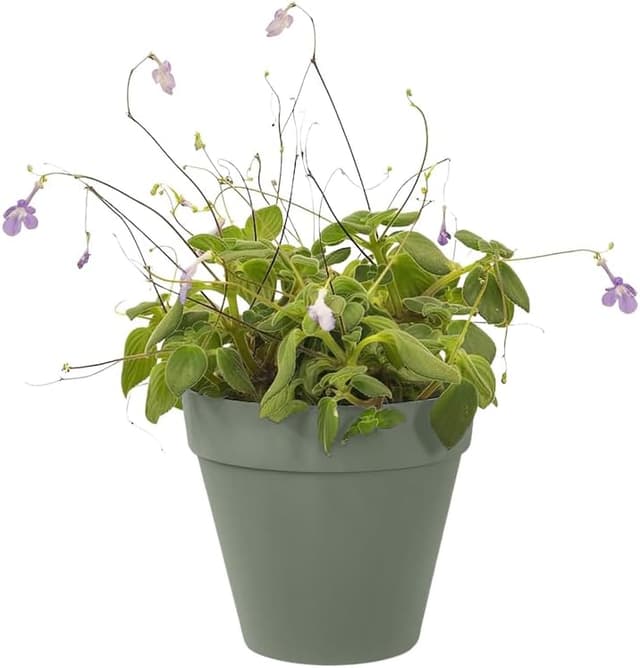 Thumbnail 6 de Elho Loft Urban Green Wall Pot 15 - Macetero Exterior 🌿