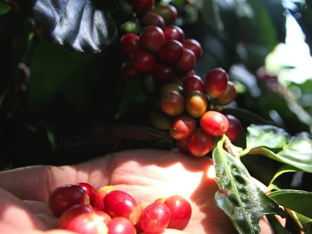 Thumbnail 5 de Caffè Corsini Café en Grano India Monzón 🌱 750g