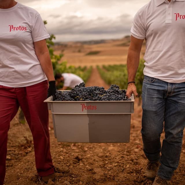 Thumbnail 3 de Protos Clarete Vino Rosado D.O. Cigales 6x75cl 🍷