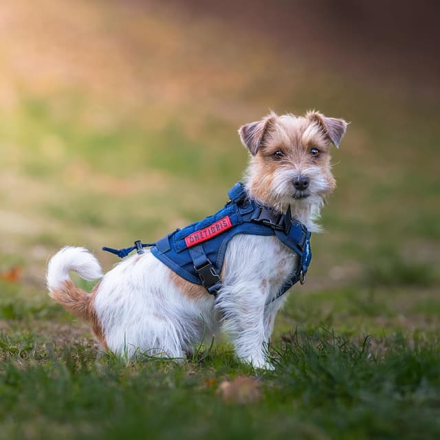 Detalle de OneTigris FIRE WATCHER imbracatura tattica per cani in nylon 1000D con 1 manico e 2 anelli a D (taglia XS, grigio)