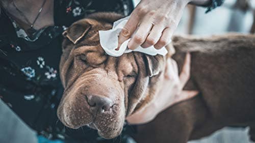 Thumbnail 5 de Vetocanis - Toallitas Limpiadoras Naturales para Mascotas 🐾