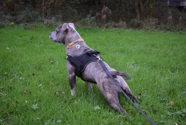 Detalle 1 de Longe de dressage pour chien 10 m