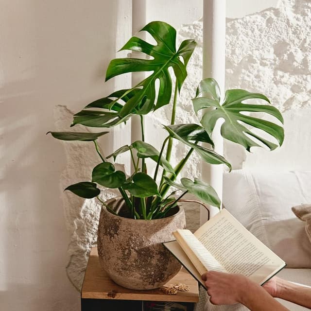 Thumbnail 4 de April Plants Monstera Deliciosa 55-65 cm 🪴 Costilla de Adán