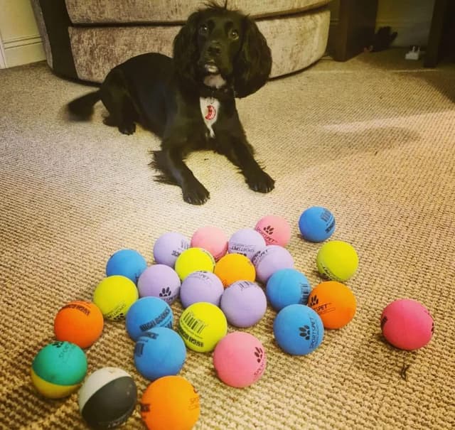 Detalle 2 de SPORTSPET High Bounce Dog Balls 60mm pack