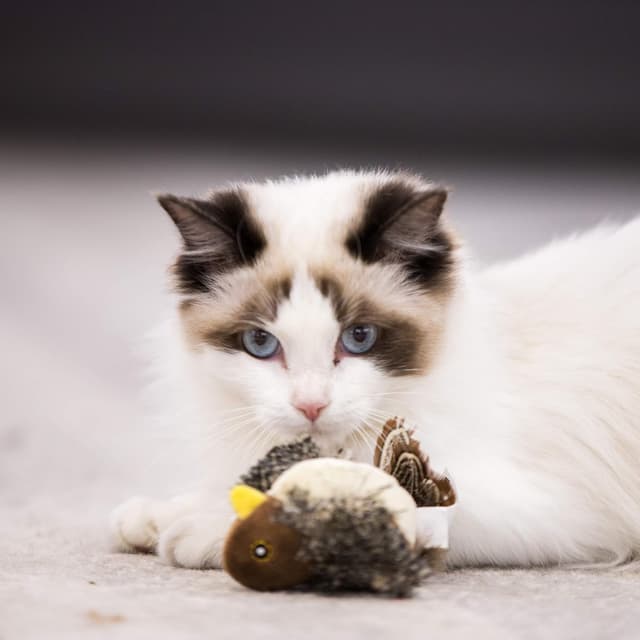 Detalle de Suhaco Melody Chaser Interactive Cat Feather Toy 🐱