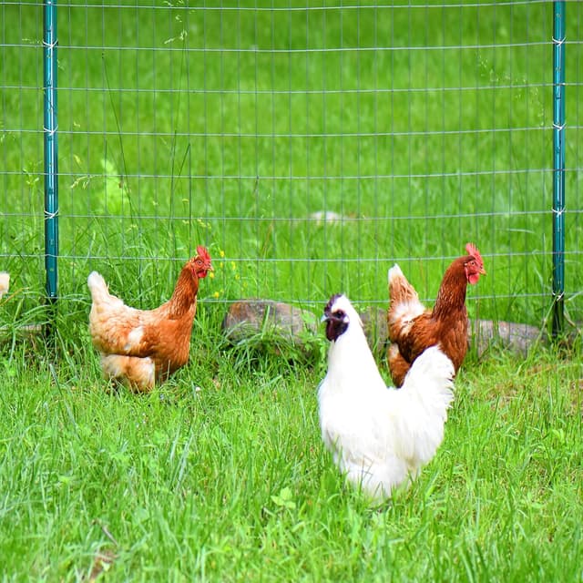 Detalle 2 de Thealyn 7 ft (213 cm) U fence posts, pack of 10 – galvanised steel for 5 ft wire fence mesh