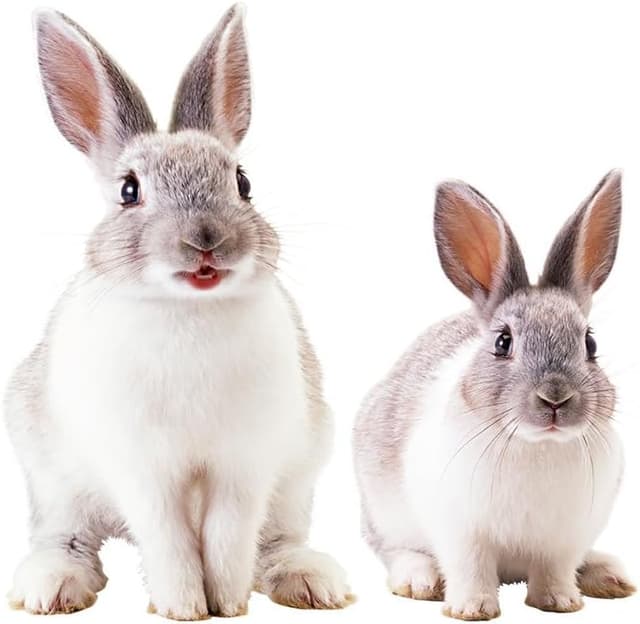 Detalle de HGDESIGN Wandtattoo Wandaufkleber „Hase & Kaninchen“ – ablösbar & wiederpositionierbar für Kinderzimmer und mehr