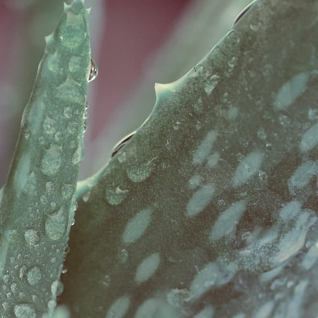 Detalle de Naissance Aloe Vera Gel (Nr. 707) Nachfüllpack – 870 g, rein natürlich, vegan