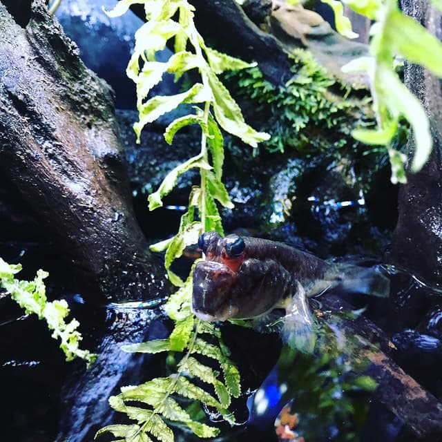 Detalle de Seachem Prime biocondizionatore per acqua dolce e marina da 500 ml