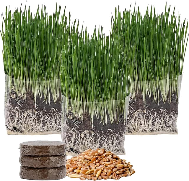 Detalle de Erba per gatti da interno, kit da 3