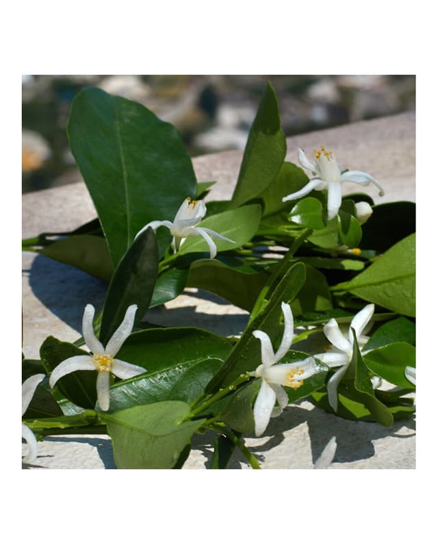 Thumbnail 3 de Dolce & Gabbana Eau de Parfum Devotion 100ml