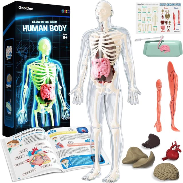 Detalle de GobiDex Human Body Skeleton Model Kit (40-Piece) — Glow-in-the-Dark Anatomy STEM Figure