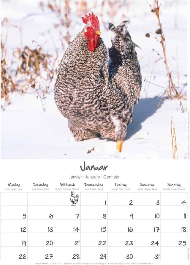 Thumbnail 2 de Alpha Edition Hühner 2026 Wandkalender A3