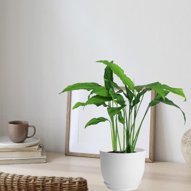 Detalle de PROFIKLA plant pot set 16, 18, 20cm