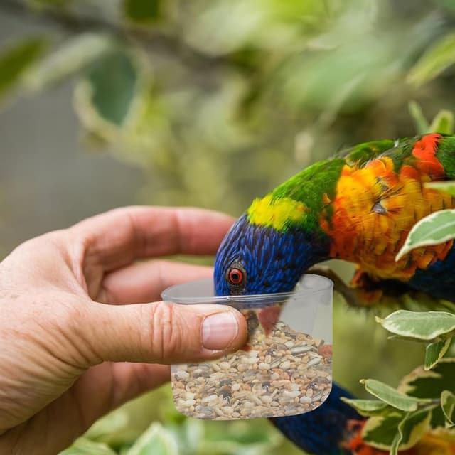 Thumbnail 6 de Geyecete Bird Seed Storage Container 2.8 L (3 Qt) – Clear Plastic Airtight Jar with Measuring Cup & Blue Lid
