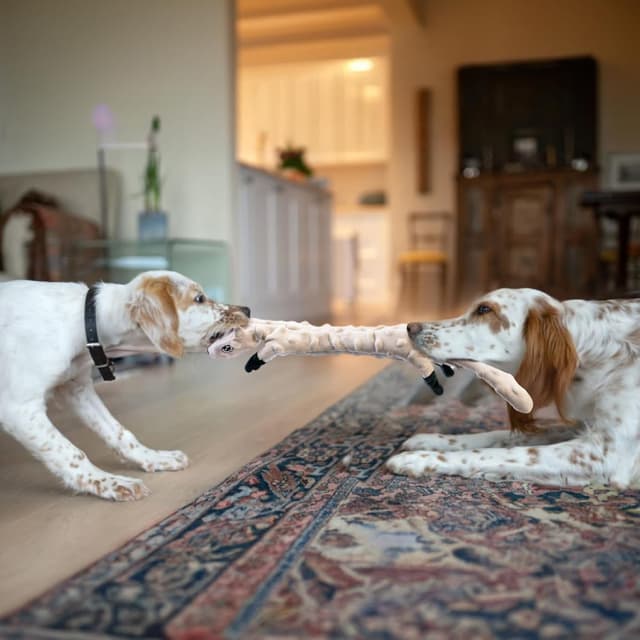 Detalle de Lot de 5 jouets couineurs en peluche à bulles SHARLOVY pour chiot (sans rembourrage)