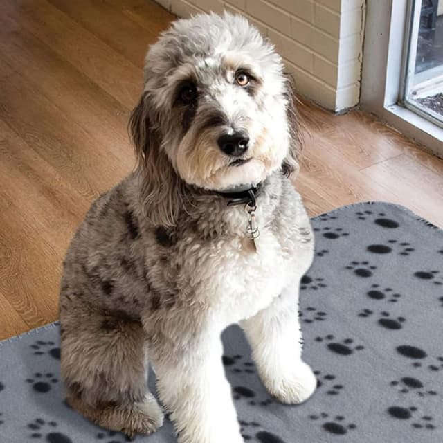 Detalle 2 de Aliangting 4Pcs pet blanket set 60 x 70 cm