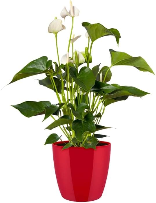 Thumbnail 6 de Elho Brussels Diamond Round 25 - Macetero Interior Rojo 🌺