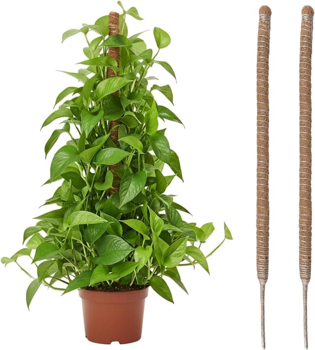 Detalle de Wigearss 2 pezzi bastoni di muschio in fibra di cocco (cocco coir moss pole) pieghevoli da 60 cm per piante rampicanti