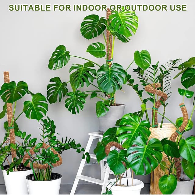 Thumbnail 6 de Joaercs Moss Pole 60 cm plant support for climbers