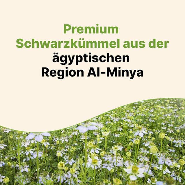 Detalle 2 de Premium BIO Schwarzkümmel Samen (Nigella Sativa) aus Ägypten, 500 g ganz – naturbelassen & rein