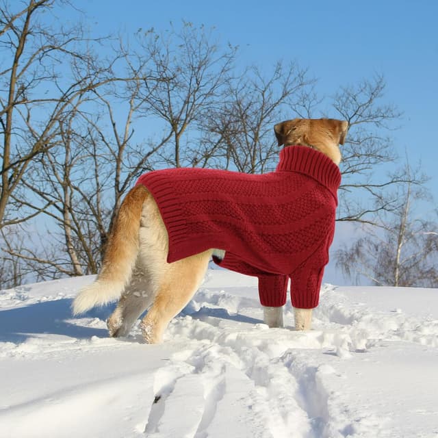 Detalle 2 de Queenmore Hundepullover für kleine Hunde mit Rollkragen-Zopfmuster (Rot, S)