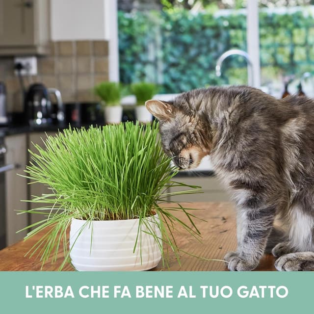Detalle de Erba per gatti da interno, kit da 3