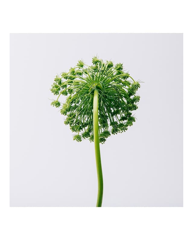 Thumbnail 2 de LOEWE Aire Eau de Toilette